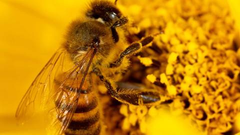 Teaser Bienen
