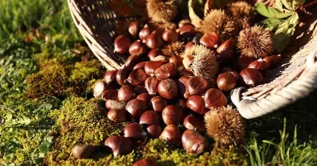 Vermicelles aus dem Seeland | vermicelles
