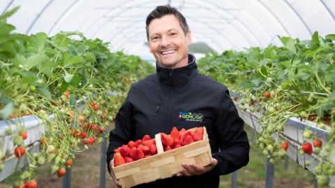 Erdbeerproduzent Thomas Hurni 1