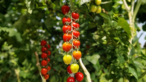 Sweet Cherry-Tomaten aus der Region der Migros Aare Hotspot V2 Sweet Cherry-Tomaten