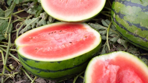 Hotspots Wassermelonen