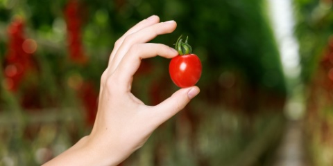 2048x1152_sweet-cherry-tomaten_adr_0161