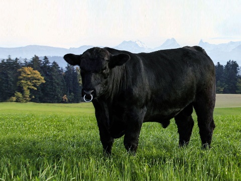 Swiss Black Angus Stier